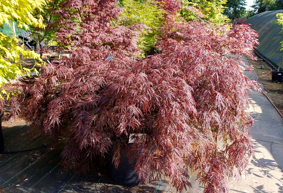 In Stock: Acer Tree Garnet