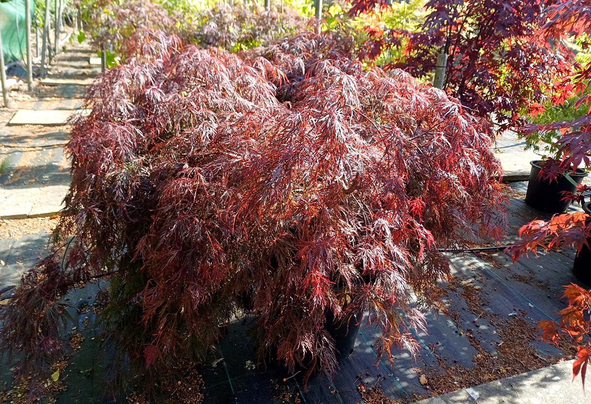 In Stock: Acer Tree Garnet