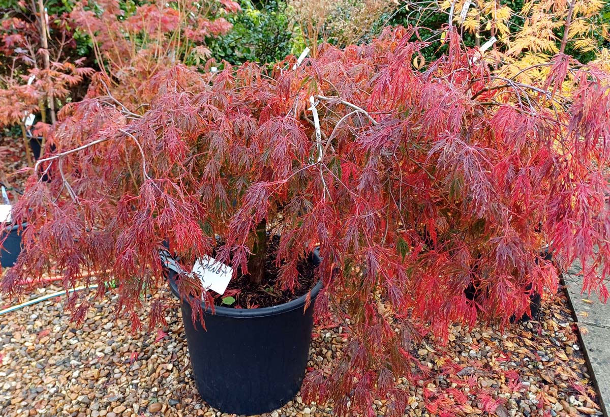 In Stock: Acer Tree Garnet