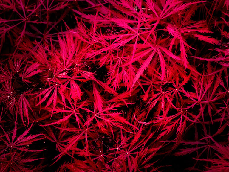Japanese Maple Acer Palmatum Leaves Close Up in Spring Red