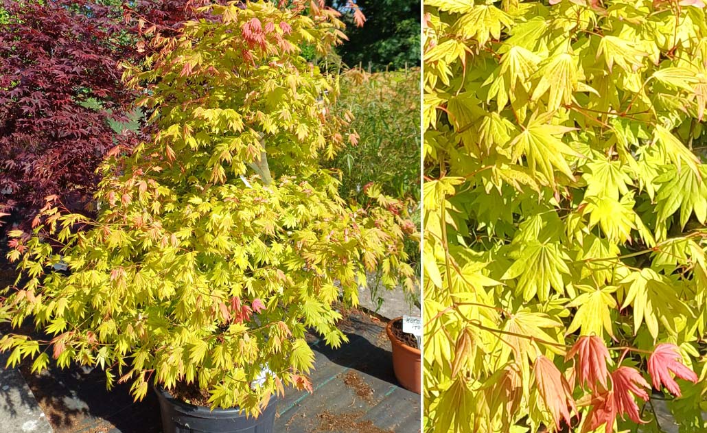 In Stock: Acer Tree Moonrise